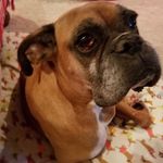 Clyde - @clyde_king_boxer - Instagram