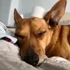 Clyde.king - @clyde.the.king - TikTok