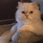 King Of The House - @clyde_king_cat - Instagram