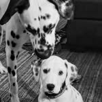 Rocky & Clyde - @kline_dalmatians - Instagram