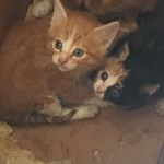 Bonnie & Clyde Knapp - @bonnie_and_clyde_knapp - Instagram