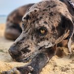 Clyde Knott - @clydebaby_dane - Instagram