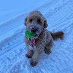 Clyde🐶 - @clydeoftimberlakes - Instagram