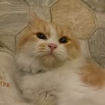 Clyde - @clydelangtopre - Instagram