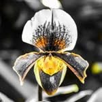 Clyde Laster - @arench_euld - Instagram
