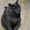 Клайд Леонардо Лютик - @clyde_leonardo - TikTok