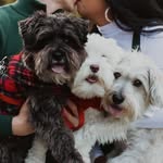🦴 Pebbles + Clyde + Lily 🦴 - @pebblesclydeandlily - Instagram