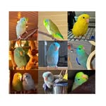 Bonnie&Milo, Phoebe&Taio, Amy&Loki, Irin&Clyde + Newt + Finn 😇 - @littleparrotletadventures - Instagram