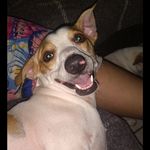 𝑪𝒍𝒚𝒅𝒆 𝑽𝒆𝒈𝒂 🐶 - @clyde_lindo - Instagram