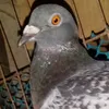 clyde loft - @clydeloft8 - TikTok