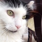 Clyde - @clyde_love - Instagram