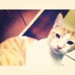 Clyde Marshall The Cat - @clyde.marshall - Instagram