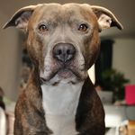Clyde - @clyde_mcintosh7 - Instagram