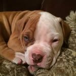 Clyde - @clydemcleod15 - Instagram