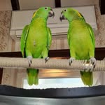 @bonnie.clyde.parrots - Instagram