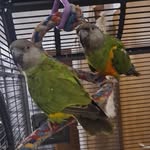Bonnie & Clyde - @senegal_parrots_bonnie_clyde - Instagram