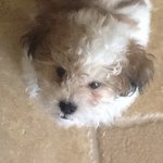 clyde Porter - @clyde_the_dog - Instagram