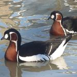 Ewa and Clyde Robinson - @avian.empire.inc - Instagram