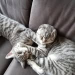 Bonny and Clyde - @silvertstars.bonny_and_clyde - Instagram