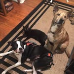 Clyde, Slade, Fizzgig - @spookyboyyz - Instagram