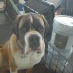 Clyde Thompson - @clyde.the.doggo - Instagram