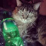 Clyde Wagner - @clydegoesmeow - Instagram