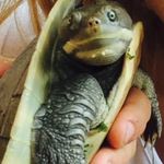 Clyde & Wilson 🐢 - @clydeandwilson - Instagram