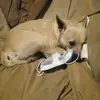 Clyde Wilson - @clyde.wilson71 - TikTok