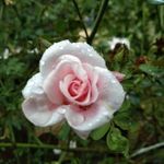 Clyde Wright - @clydewright640 - Instagram