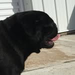 Clyde Wright - @pug_named_clyde - Instagram