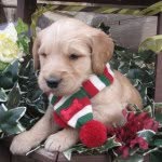 Coby Taylor - @coby_the_goldendoodle - Instagram