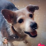 Coco Campbell - @cocoisabella2008 - Instagram
