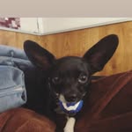 Coco Campbell - @cocothetxchi - Instagram