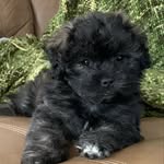 Coco Campbell - @coco_the_shorkie_poo - Instagram