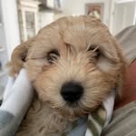 @coco_campbell_green - Instagram