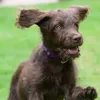 coco Campbell  - @chocolateboozle - TikTok