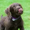 Coco Campbell  - @bannaboozle - TikTok