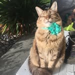 Princess Coco Chanel - @coco_chanel_campbell - Instagram