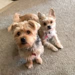 Carson and Coco - @carsonandcoco - Instagram