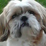Coco Carson 🐶 - @cocothedog20116 - Instagram