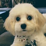 Coco Clarke - @cococarson_cavachon - Instagram