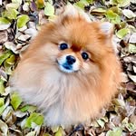 CoCo (Cocoa) - @cocoa_n.pan - Instagram