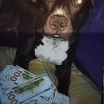 coco - @coco.cunningham - Instagram