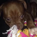 Coco Cunningham 🎀 - @bulldog.mastiff.01 - Instagram