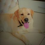#Cocodi - @cocodilabradour - Instagram