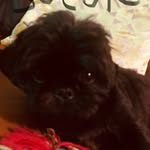 Coco-pablo-doyle - @coco_the_cute698 - Instagram