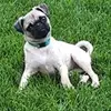 coco_pug_doyle - @el_jefe72 - TikTok