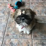 Coco Shih Tzu - @coco_doyle_shihtzu - Instagram