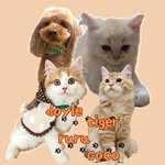 fu-nya - @ruru_tiger_coco_doyle - Instagram