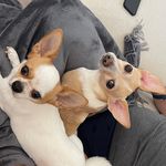 Coco 🐇✖️ Drake 🐕 [CHIHUAHUAS] - @cocourano - Instagram